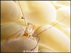 I found this Shrimp at Bunaken-Manado in Indonesia.
I us... by Marco Astan 